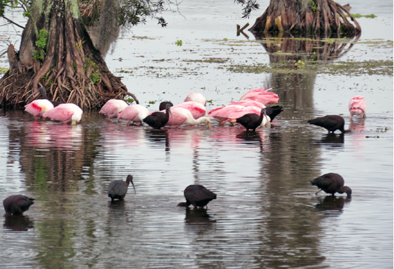 Roseate Spoonbills and Glossy Ibis by Simon Thompson